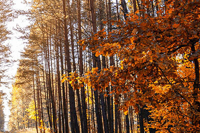 开云体育中国-RGE完胜DFM，Rekkles高光表现